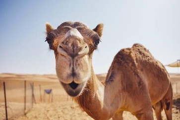 Goofy photo of a camel smiling at the camera.